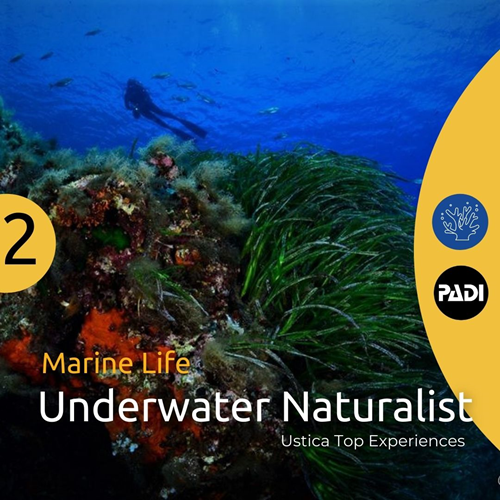 Ustica Marine Life - Underwater Naturalist